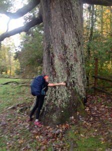 Hugging Keffer Oak, largest Oak Tree on the Appalachian Trail. Quercus alba, White Oak